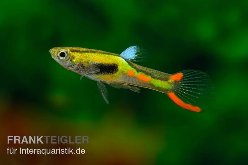 Guppy Endler Lime Green, Poecilia wingei, élevage allemand, vendu par couple