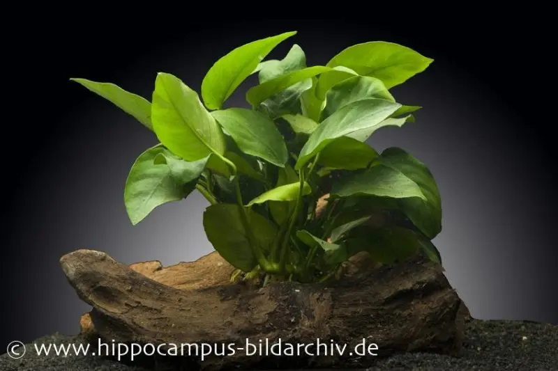 Anubias nain, Anubias nana, sur racine en bois, env. 12-18 cm