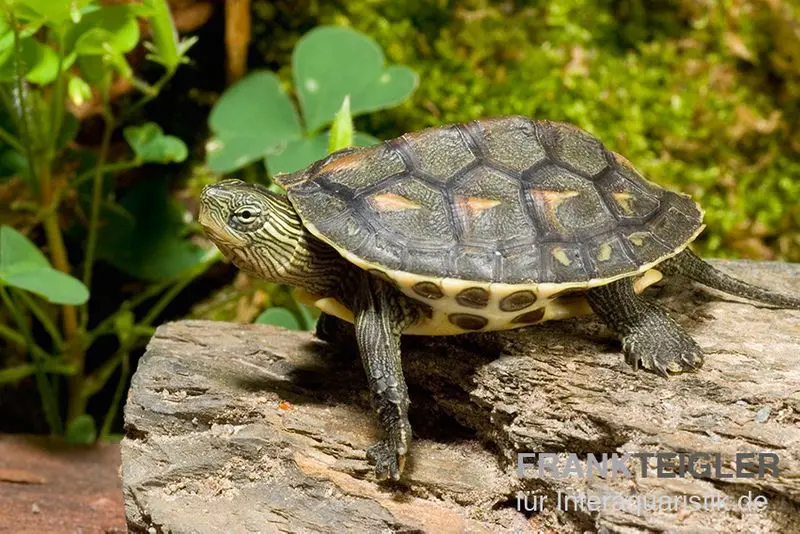 Tortue chinoise rayée, Mauremys sinensis