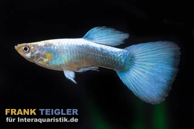 guppy bleu néon, Poecilia reticulata, par couple
