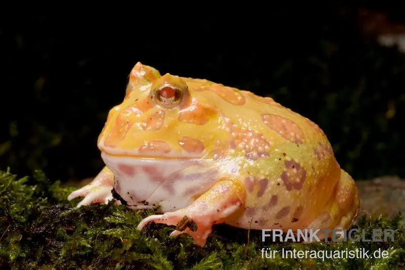 Pacman Frog albinos couleur abricot, Ceratophrys cranwelli apricot