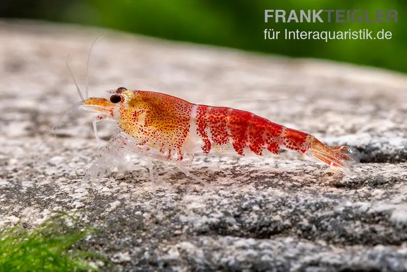 Super crevette Crystal Red, Caridina logemani
