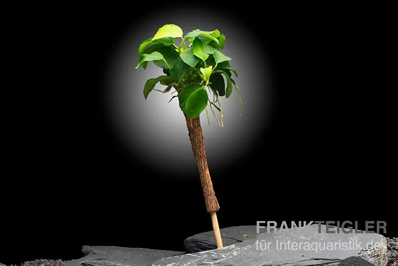 Anubias bonsaï, Anubias nana « Bonsai » avec palmier bonsaï
