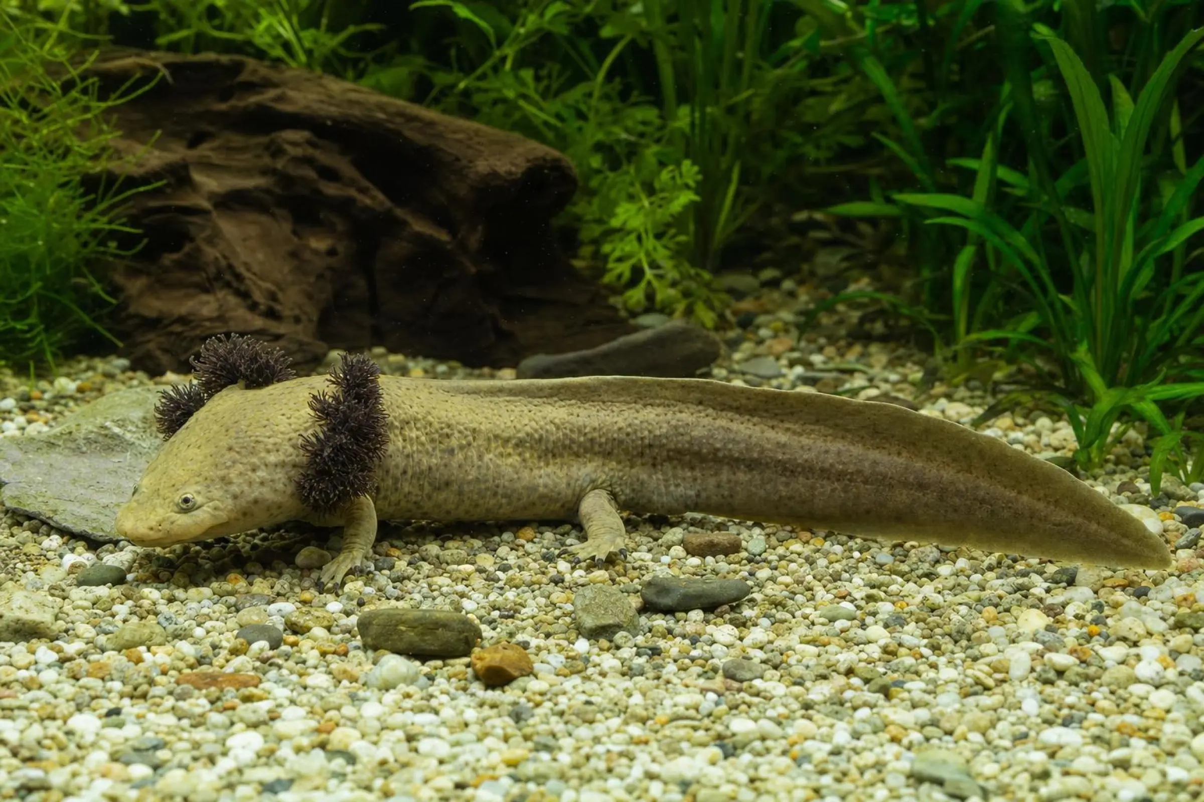 Triton à dents croisées de Pátzcuaro, Ambystoma dumerilii