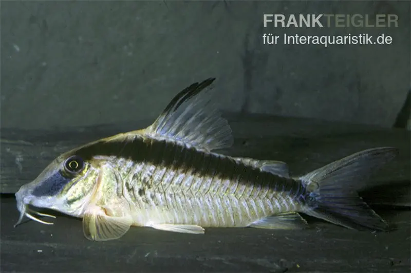 Corydoras narcissus, Corydoras narcissus