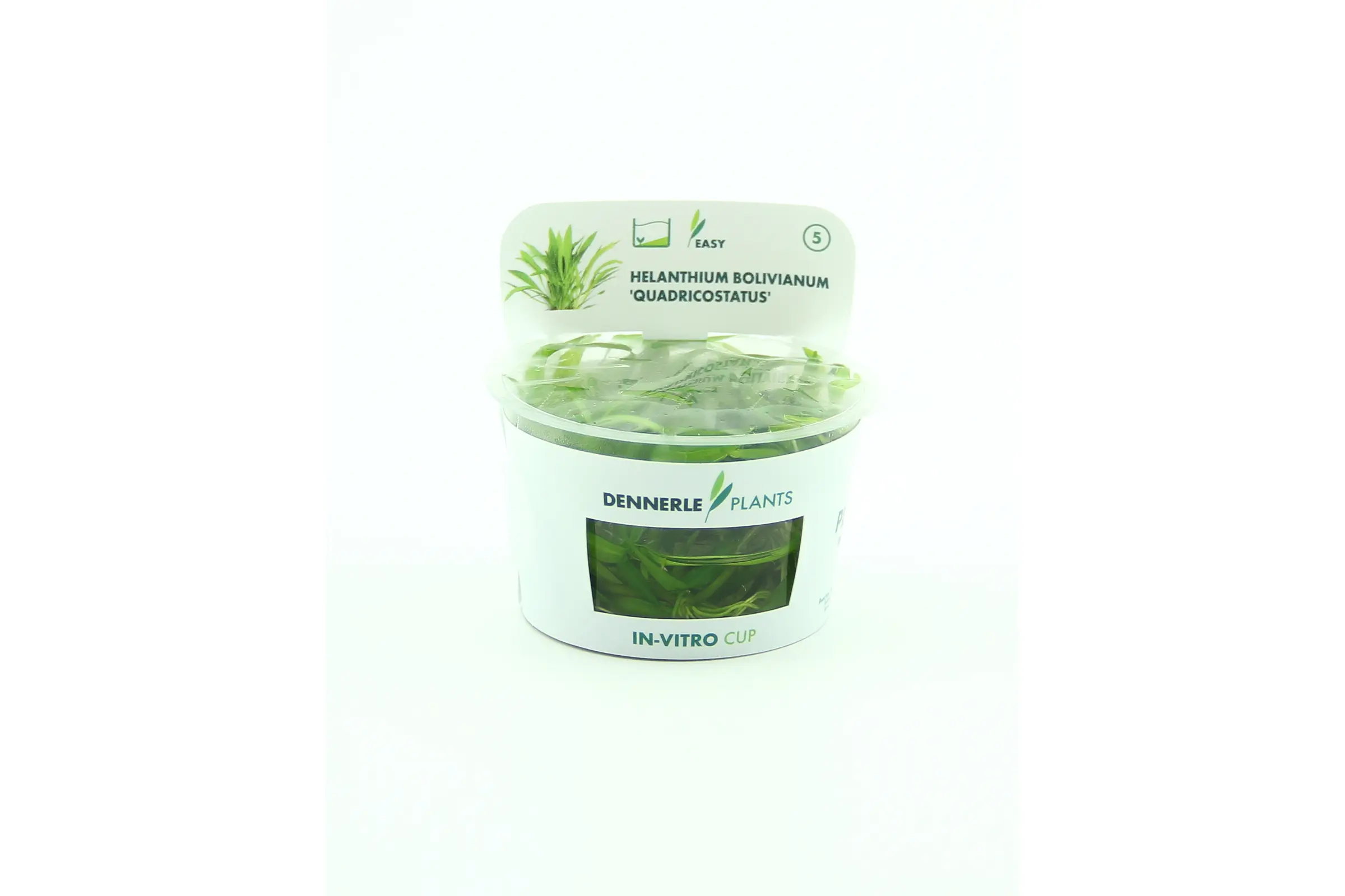 Plante naine d’Amazonie, Echinodorus quadricostatus, In Vitro