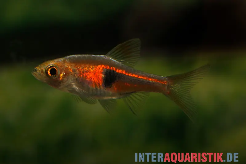 Barbus à tache en coin rouge, Trigonostigma hengeli