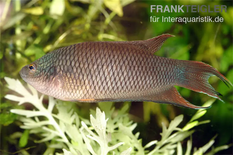 Macropode à dos rouge, Macropodus erythropterus, 4-6 cm