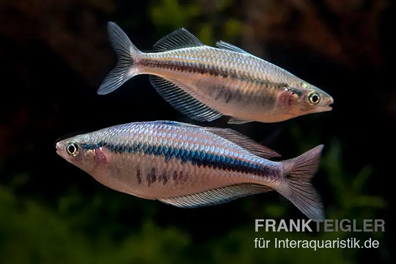 Poisson arc-en-ciel Wapoga, Chilatherina alleni, élevage allemand, 4-5 cm