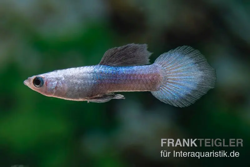 Guppy Panda, Poecilia reticulata, par couple