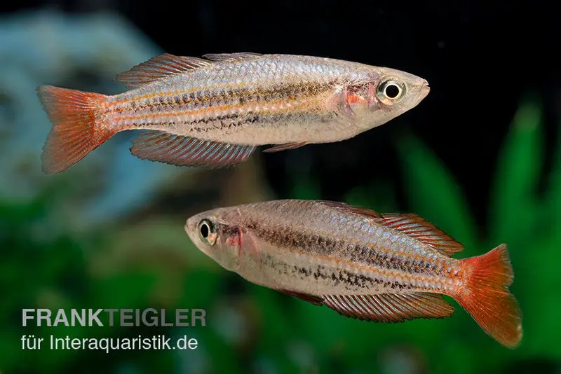 Poisson arc-en-ciel nain, Melanotaenia maccullochi