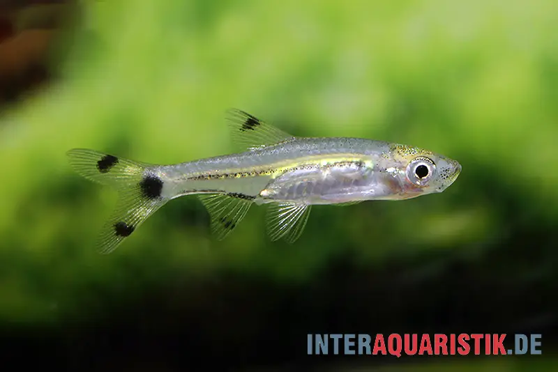 Rasbora nain à queue en ciseaux, Rasbora spilocerca