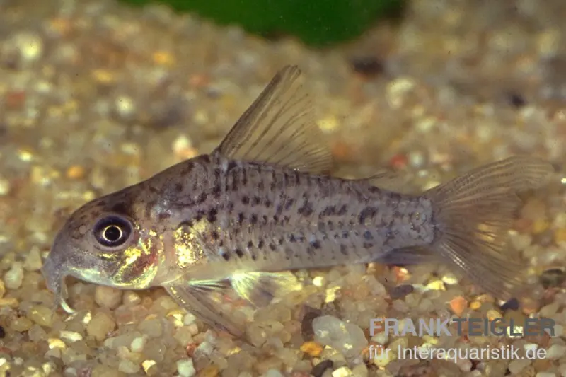 Corydoras de Loreto, Corydoras loretoensis
