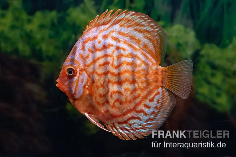 Discus élevage asiatique, Symphysodon discus Red Eagle turquoise