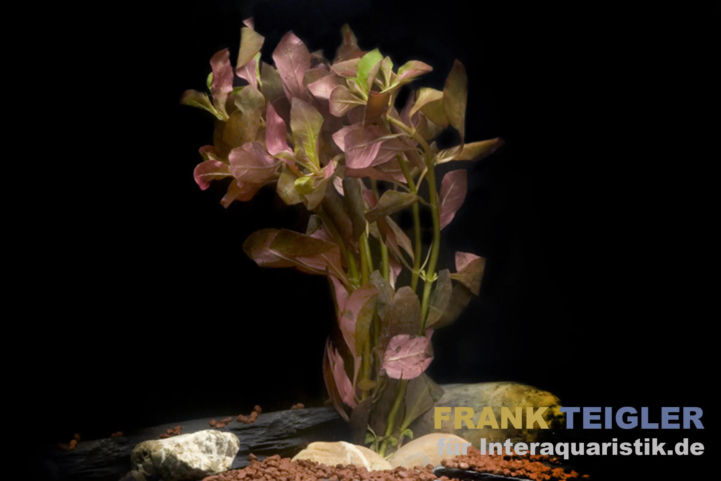 Ludwigie rouge profond, Ludwigia peruensis, botte