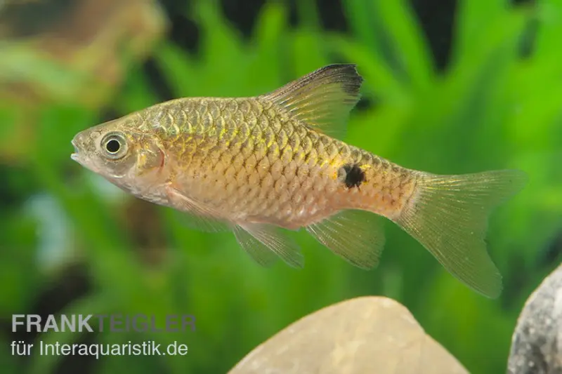 Puntius conchonius voilé, Puntius conchonius