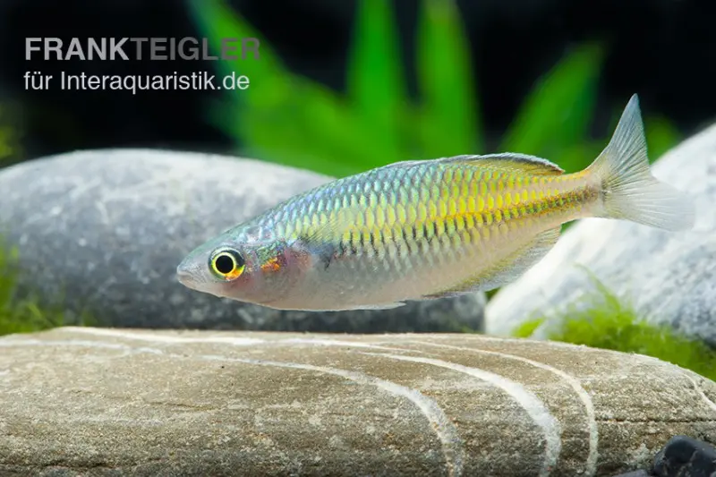 Poisson arc-en-ciel de Boeseman jaune, Melanotaenia boesemani YELLOW, 3-5 cm