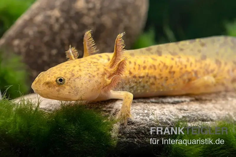 Axolotl cuivré, Ambystoma mexicanum