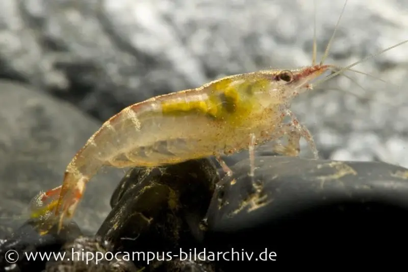 Crevette naine Malaya, Caridina cf. babaulti