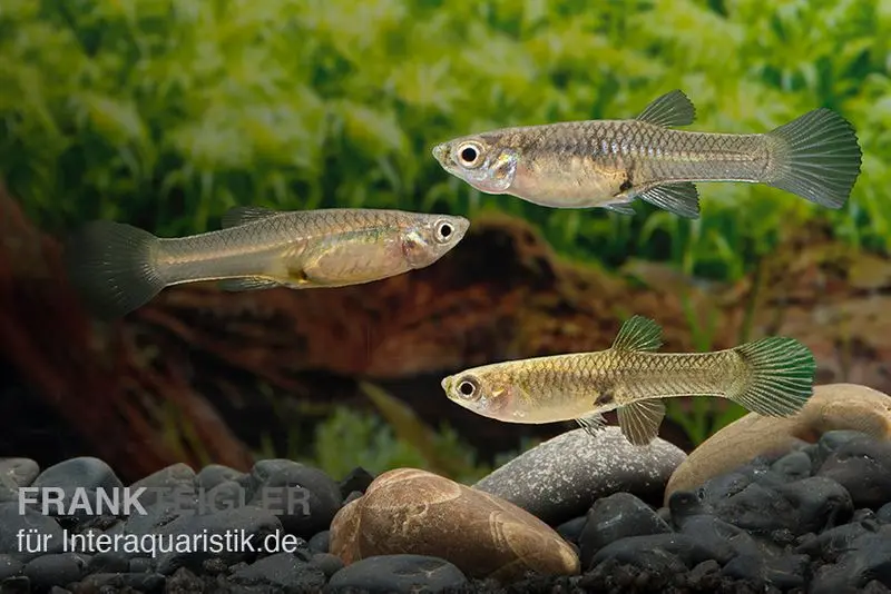 Guppy Endler femelle, mix de couleurs, Poecilia wingei