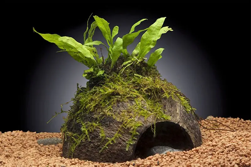 Fougère de Java, Microsorum pteropus, sur coque de noix de coco