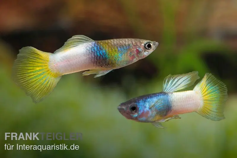Guppy Bumble Bee, Poecilia reticulata, vendu par paire
