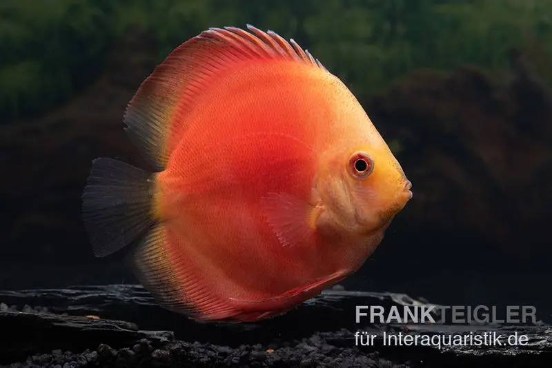 Discus élevage asiatique, Symphysodon discus Red Velvet