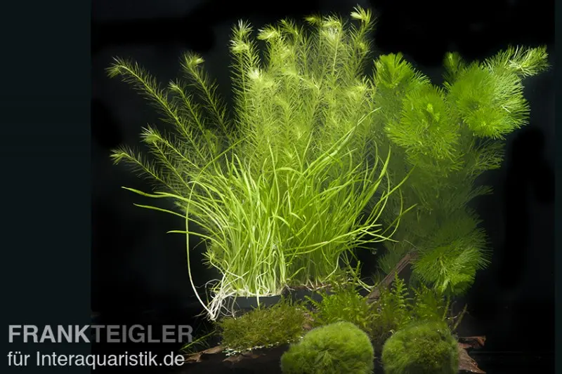 Assortiment de plantes d’aquarium « aquarium à crevettes » pour aquarium de 60 cm, set de plantes d’aquarium