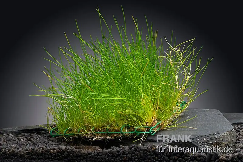 Éléocharis, Eleocharis acicularis, sur tapis, env. 10x15 cm
