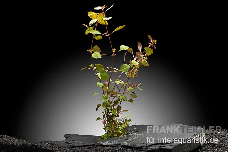 Petite ludwigie rouge foncé, Ludwigia sp. « Super Red », en pot