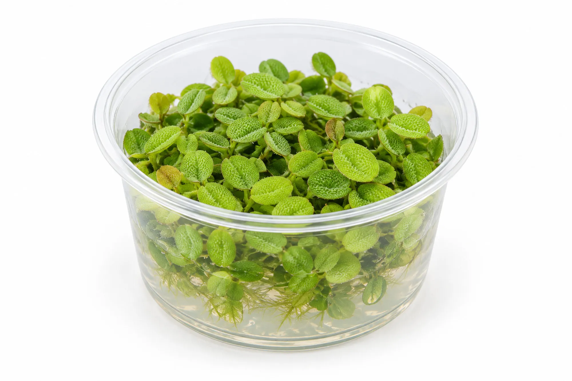 Salvinie à petites oreilles, Salvinia auriculata, In Vitro
