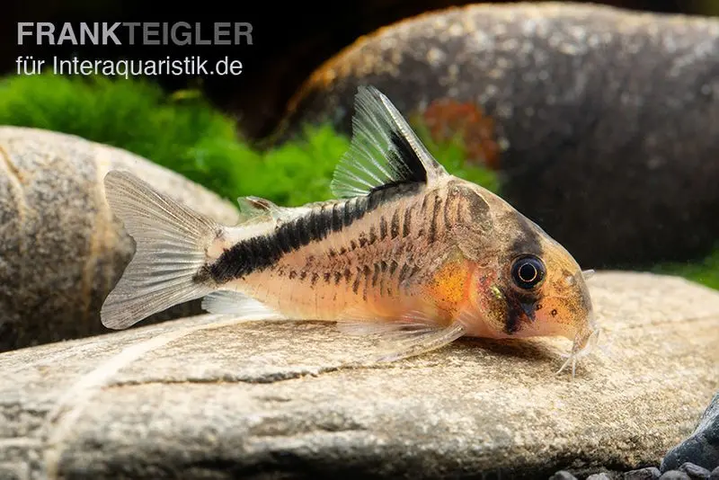 Corydoras à dos noir, Corydoras metae