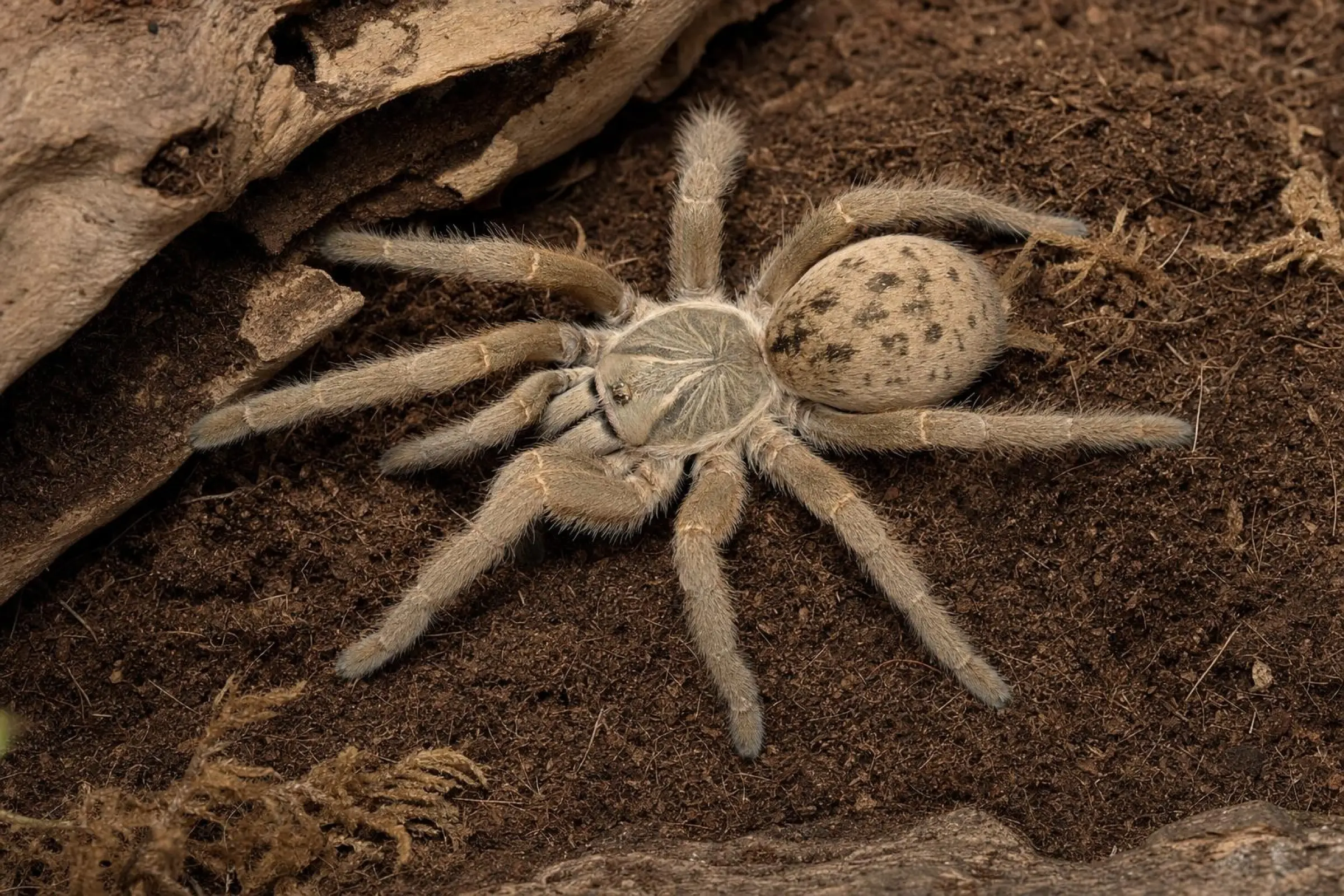 Mygale babouin grise, Pterinochilus lugardi