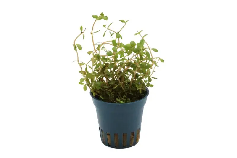 Rotala du Laos, Rotala rotundifolia "Laos", en pot