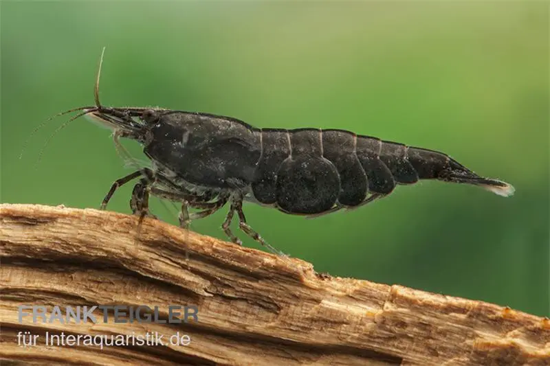 Crevette Chocolate, Neocaridina davidi « Chocolate »