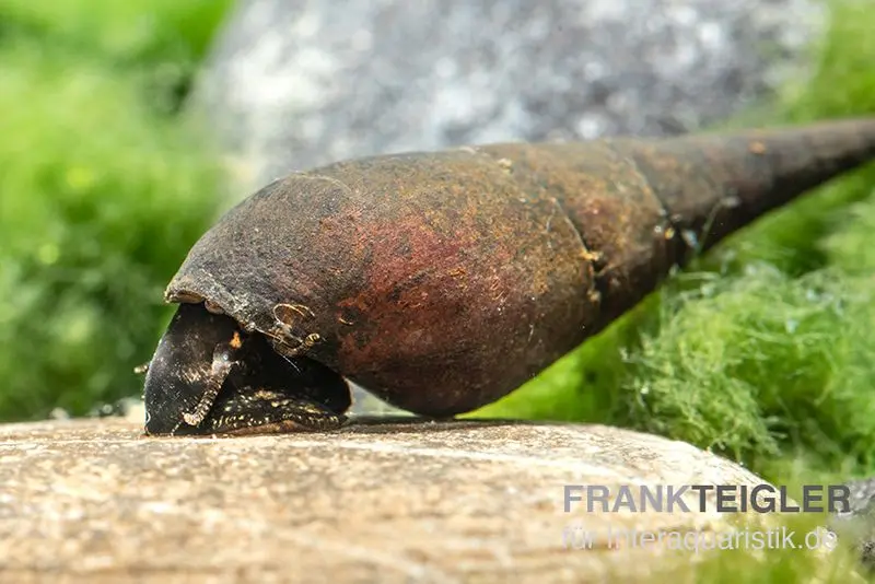 Escargot à long nez, Stenomelania torulosa