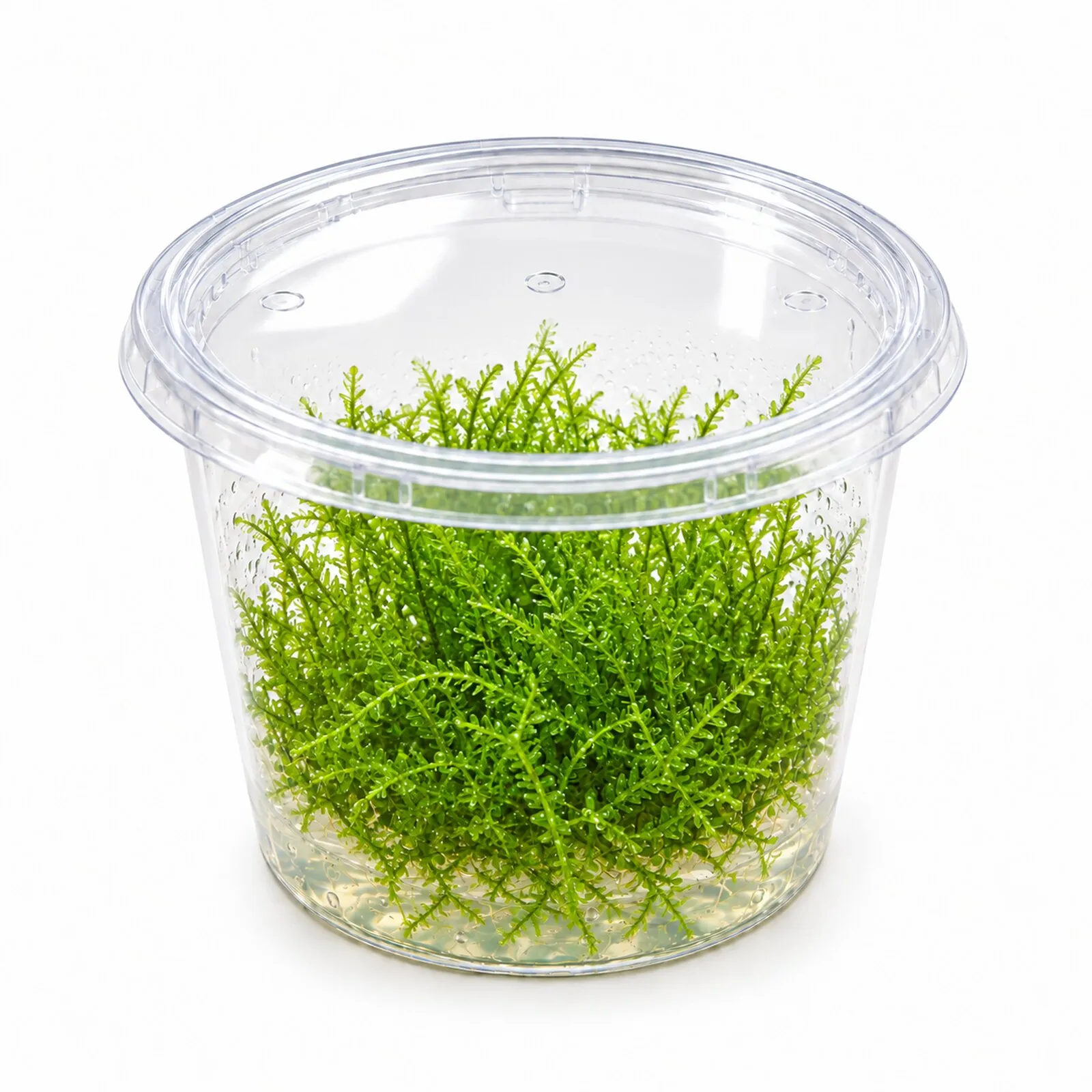 Mousse de Java, Taxiphyllum barbieri, In Vitro