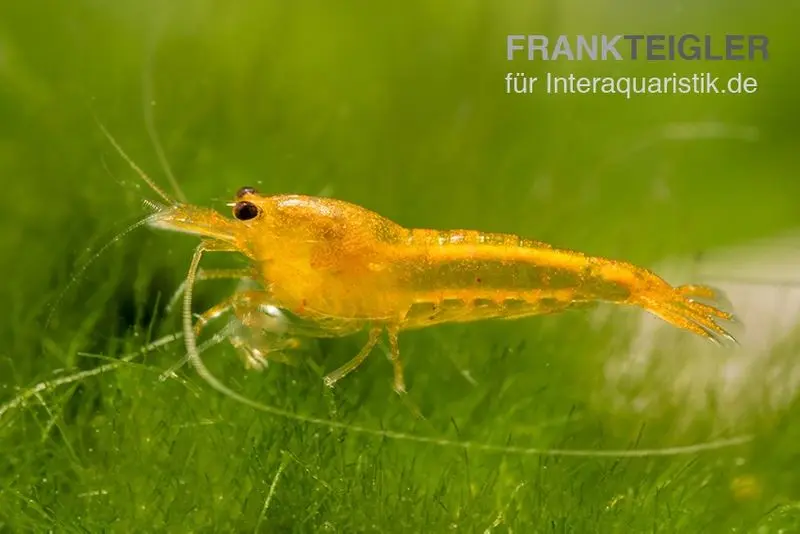 Crevette Yellow King Kong, Caridina logemanni