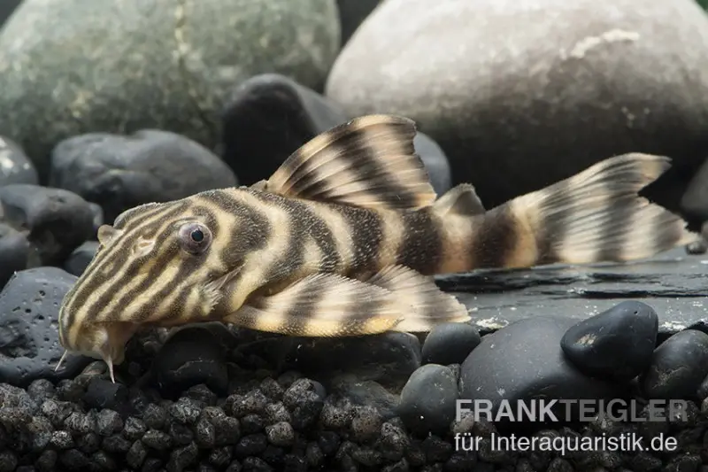 Rio Negro-Tigerpleco, L169, LDA1, Panaqolus sp., 5-74 cm