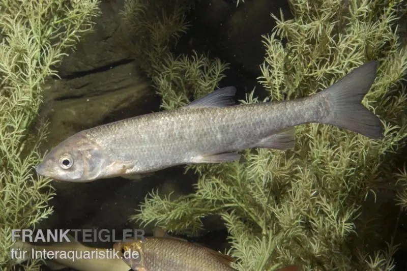 Nase, Chondrostoma nasus (eau froide), 9-11 cm