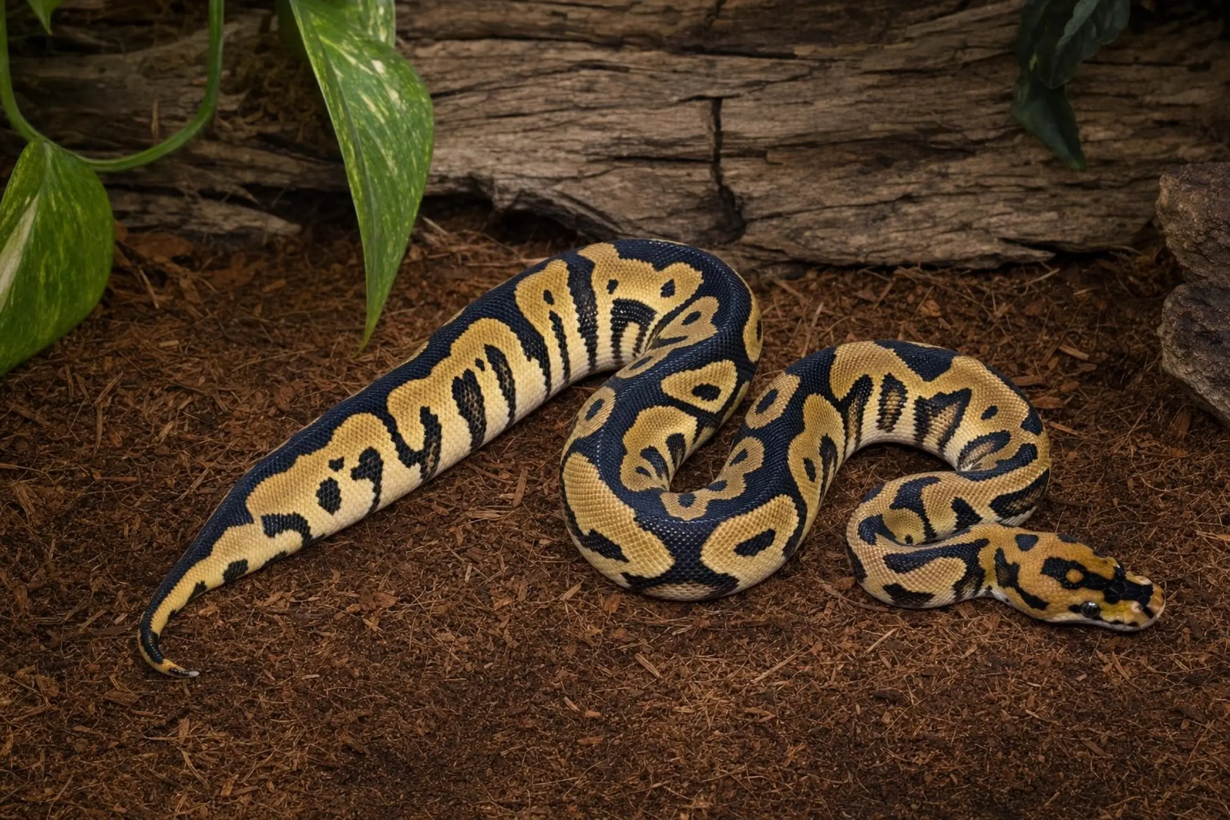 Python royal Yellow Belly Clown, Python regius