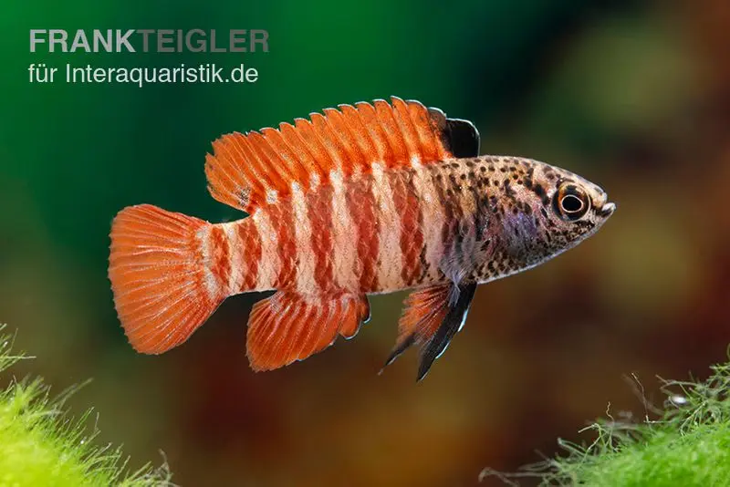 Badis rouge, Dario hysginon « Black Tiger »