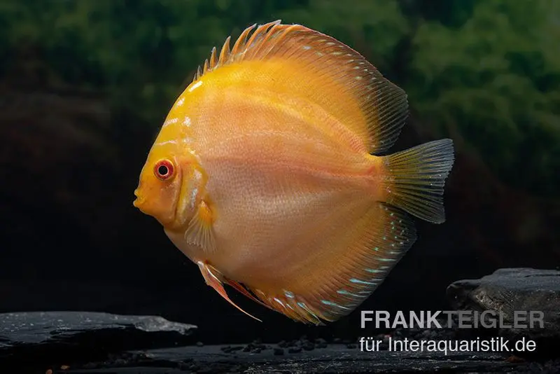 Discus élevage asiatique, Symphysodon discus Gold pigeon snake