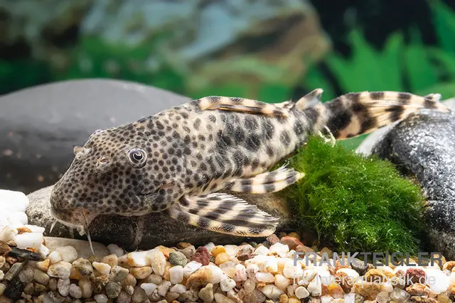 Pseudancistrus nain de l’Ucayali, L205, Peckoltia sp.