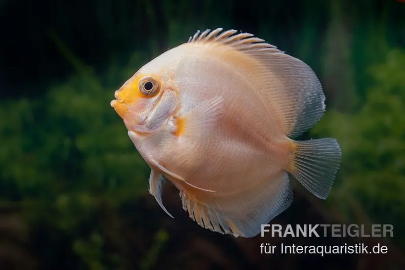 Discus élevage asiatique, Symphysodon discus White gray