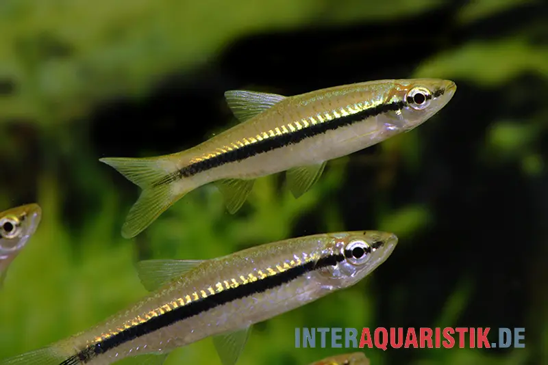 Rasbora élancé, Rasbora daniconius, 5-7 cm