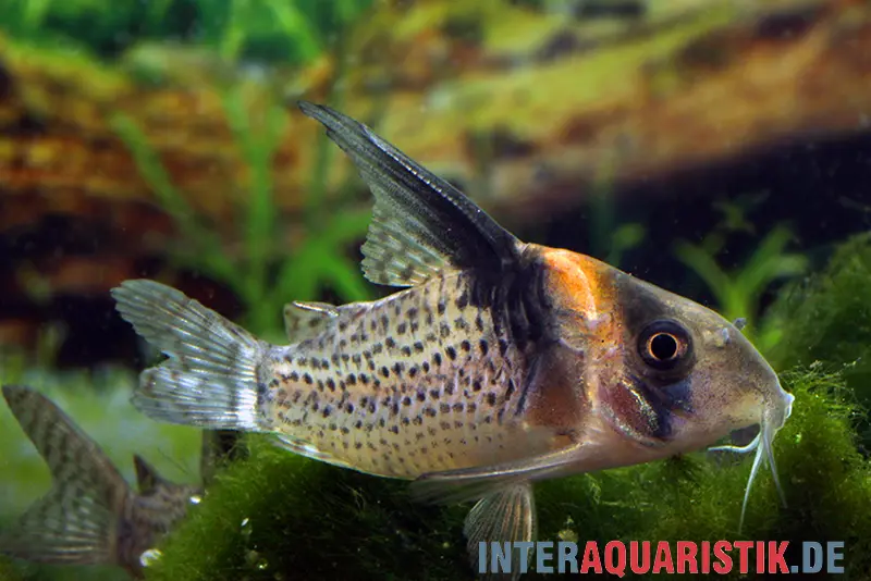 Corydoras à voile noire, Corydoras brevirostris « CW27 High Fin »