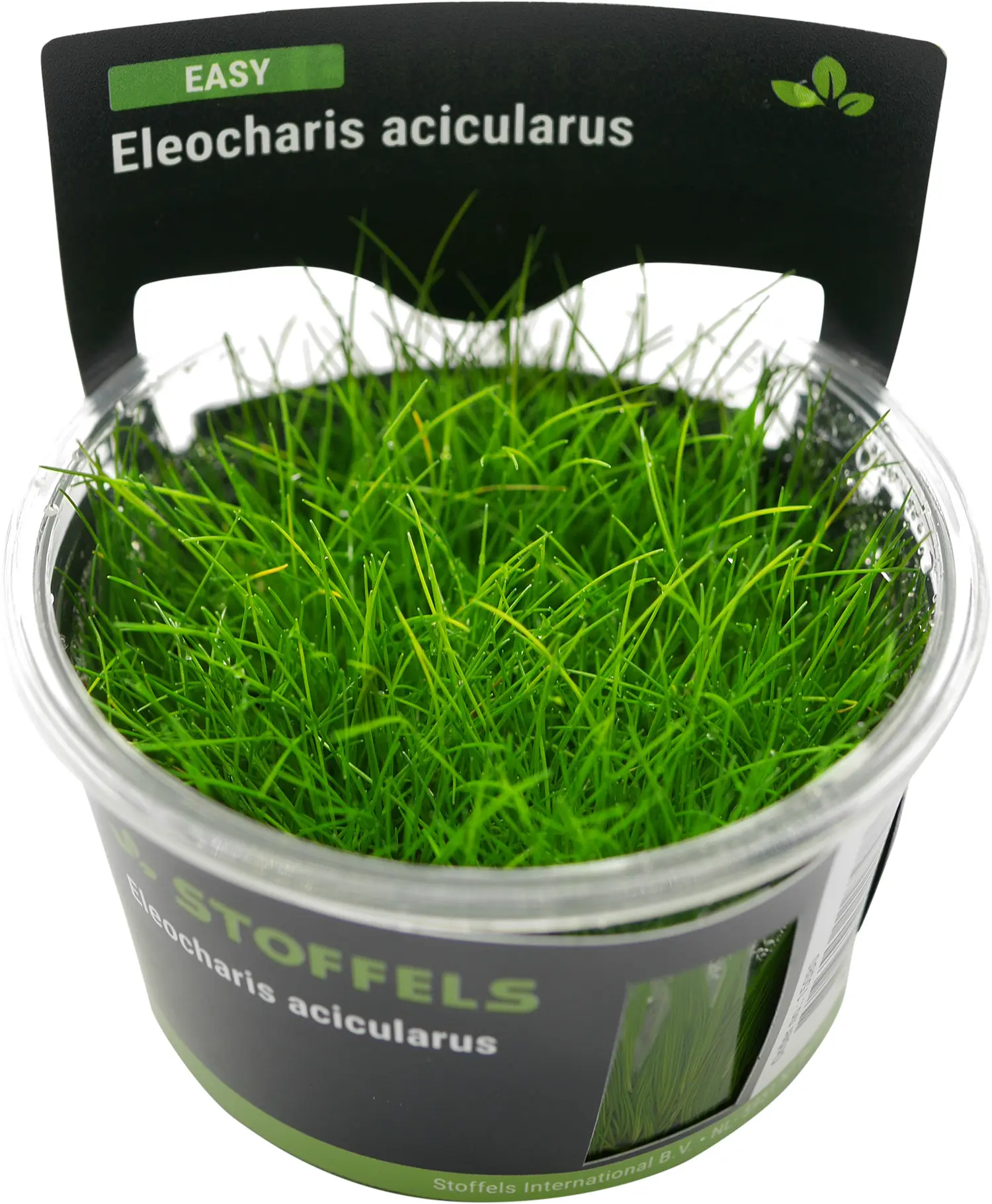 Éléocharis, Eleocharis acicularis, In Vitro