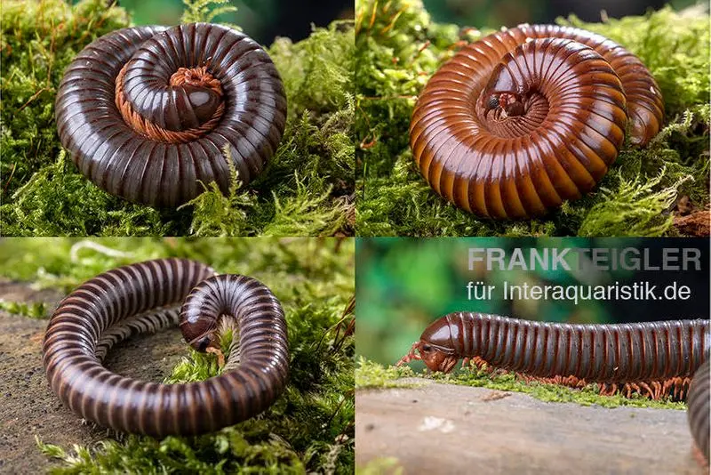 Lot : 5 x Millipede-Mix, Spirostreptus spec. (5 mille-pattes)