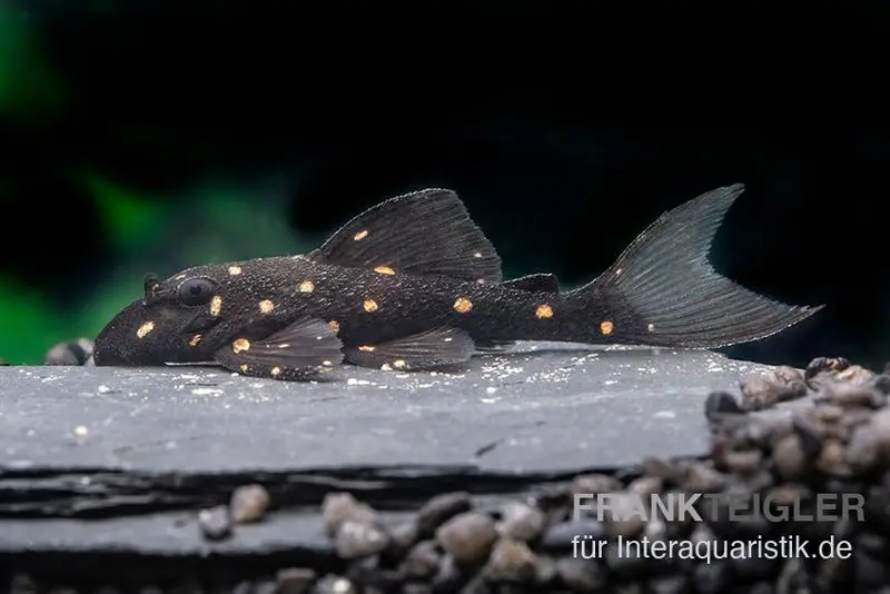 Orange Spot Pleco, LDA31, Panaqolus albomaculatus